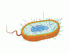 3. Typical Prokaryotic Cell (Bacteria)