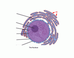 The Cell's Nucleus