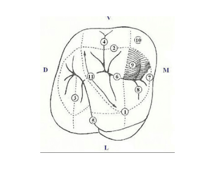 ANATOMÍA Quiz