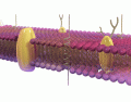 The Cell Membrane 