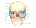 Anterior view of Skull