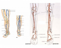 arteries & veins, lower leg