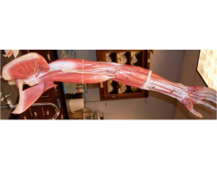 Muscles of the posterior upper arm