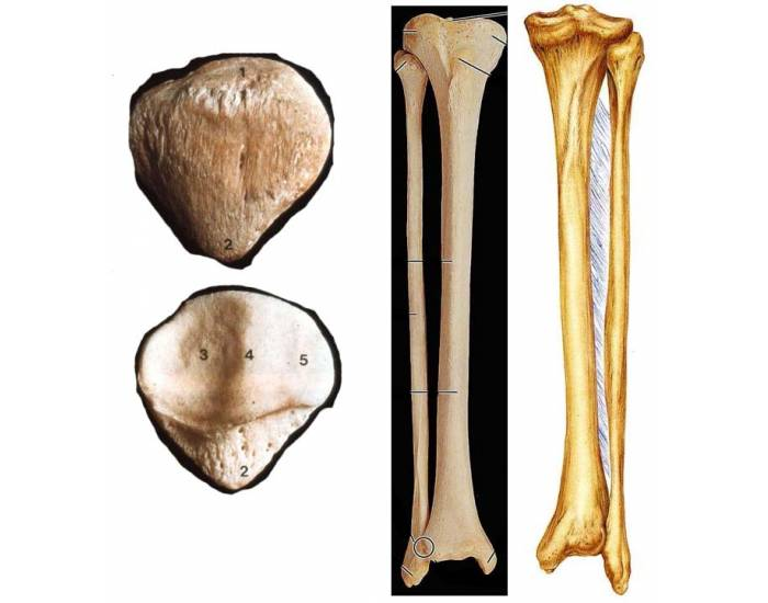 patella, tibia, fibula — Printable Worksheet