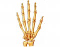 hand bones