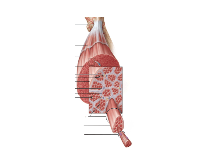 Connective tissue of muscle Quiz