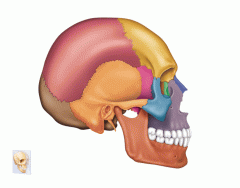 External Anatomy of the Right Side of the Skull