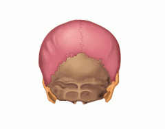 Posterior View of the human Skull
