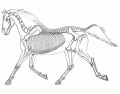 Horse Skeleton Anatomy Quiz