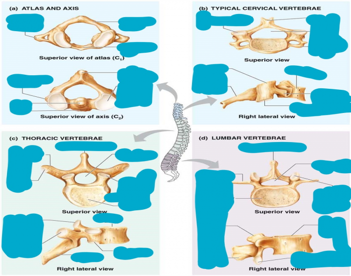 Anatomy of the 4 Types of Vertebrae — Printable Worksheet