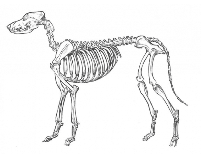 Canine Anatomical Bone Landmarks — Printable Worksheet