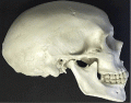 Skull: Lateral View