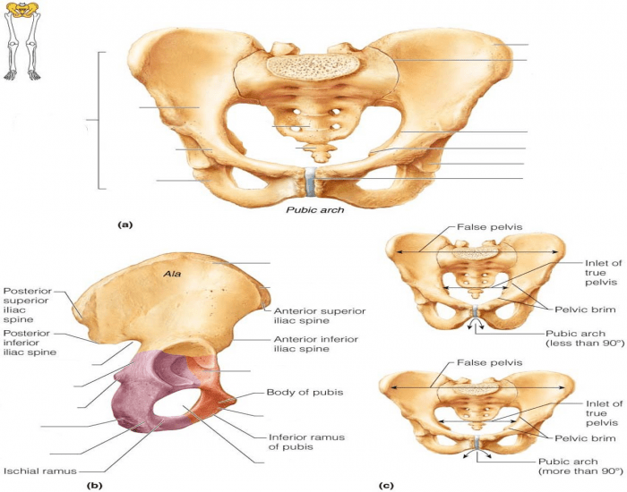 Anatomy of the Pelvis Quiz