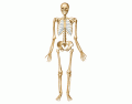 Human Skeletal System # 1