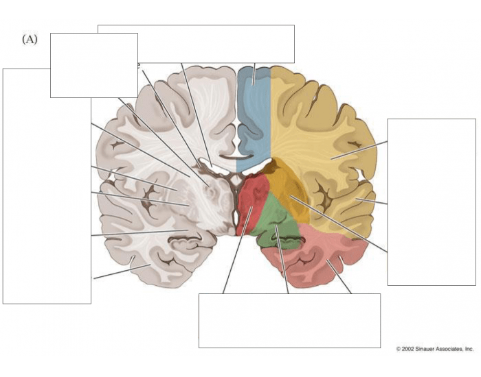 Blood Supply and Features of Coronal Plane Quiz Biology Diagrams
