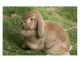 Rabbit External Anatomy 
