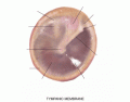 Parts of the Tympanic Membrane (Ear Drum)