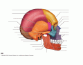 Skull - Lateral View Labelling Game