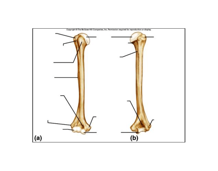 Humerus Bone Quiz Anatomy