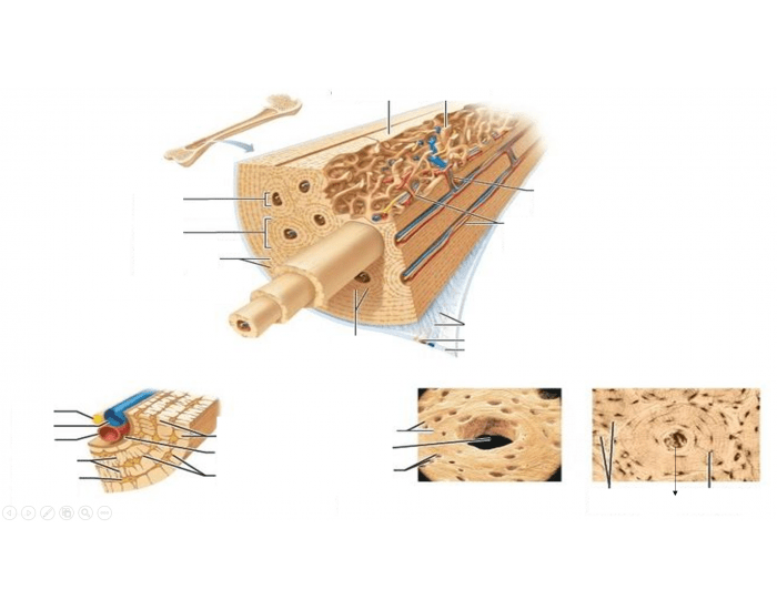 Microscopic Anatomy Of Compact Bone Label Microscopic Structure Of