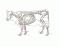 Skeleton of Cow