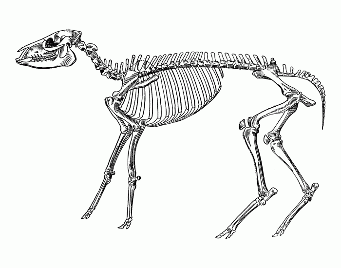 Sheep Skeleton Quiz