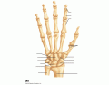 Bones of the right hand A&P