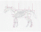 Skeleton of a Horse 