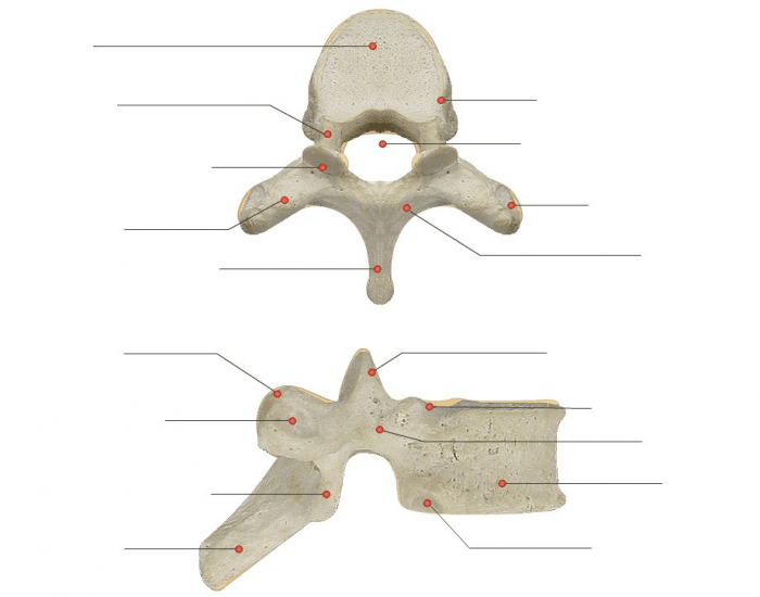 Midterm Thoracic Vertebrae Labeling Printable Worksheet