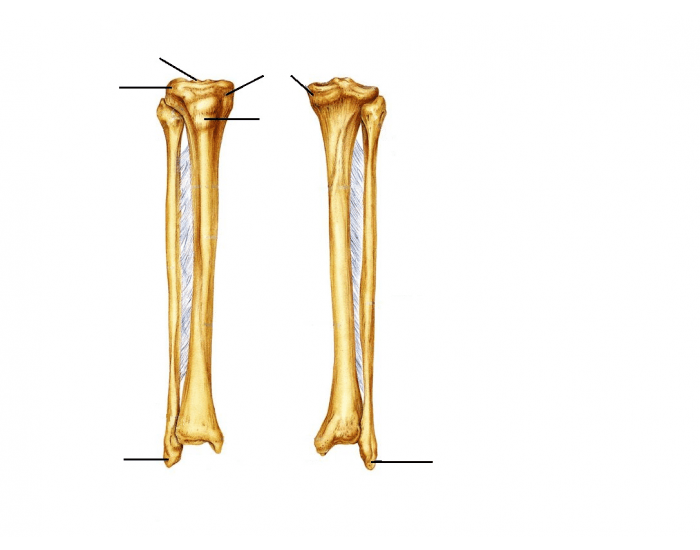 Tibia and Fibula of the Right Leg — Printable Worksheet