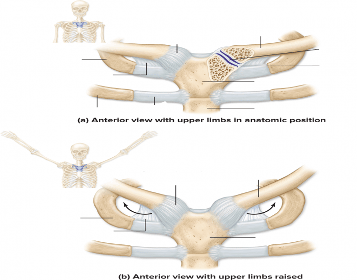 Sternum Bone Quiz Sternum Bone Quiz