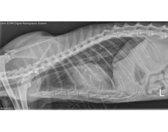 Cat Ribs Counted Radiograph Anatomical Landmarks Cat Thorax Radiograph — Printable Worksheet