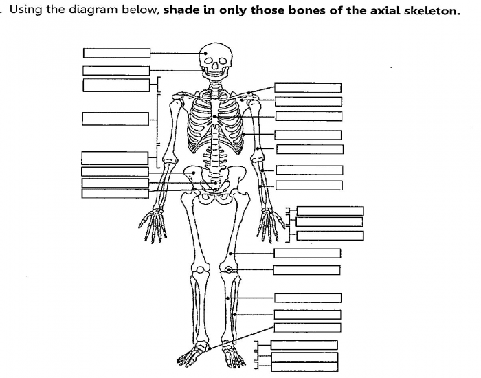 Anatomy: Skeletal System Quiz