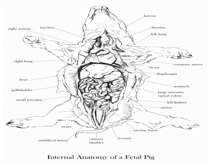 fetal pig dissection diagram