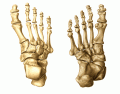Foot Osteology