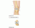 Knee Osteology