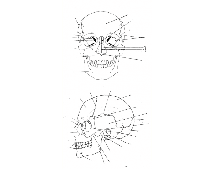 Skull Test Quiz
