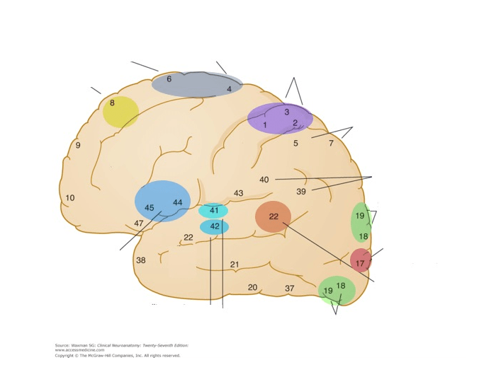 Broad Man Classification Brodmann's classification Quiz