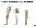 Leg Veins and Lymph Nodes