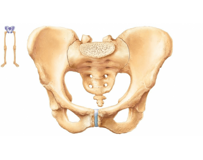 Pelvis – Bony Features