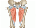 Medial Thigh Compartment