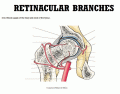 Retinacular Branches of Hip