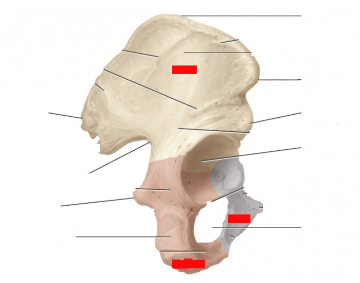 Detailed Lateral View of Os Coxae Quiz