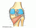Posterior Knee Joint