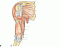 Anterior Arm Muscles