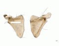 Ant/Posterior Scapular Osteology