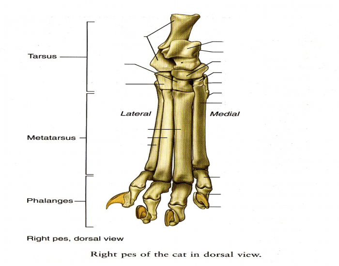 Cat Pes Cat pes bone Quiz
