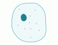 Very Simple Animal Cell. LOOK AT DESCRIPTION!