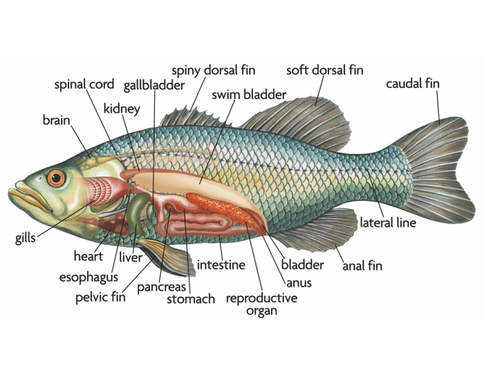 Internal fish Anatomy Quiz