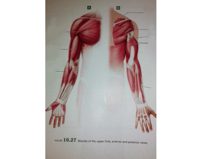 BIO 112 - Muscles of the Upper Leg Quiz - By tgardiner9
